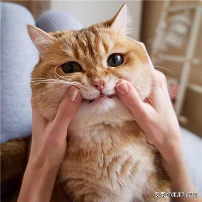 猫咪减肥容易吗:猫太肥会不会生病，猫太肥容易高血压吗？