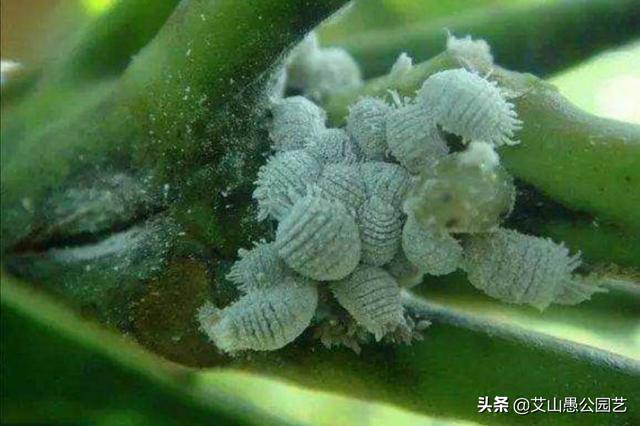 介壳虫图片:如何根治蚧壳虫或者最大程度缓解蚧壳虫？