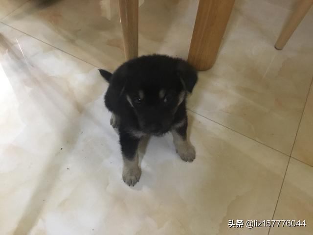 十堰名望宠物医院怎么样:盛夏到了，防止狗狗中暑是大事？