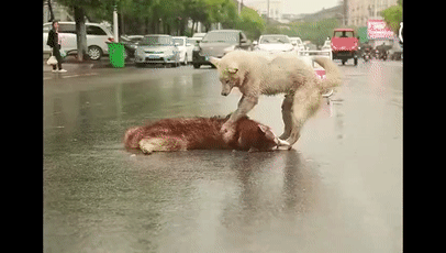 我想问一下海涛柯基馆怎么样啊:偷狗贼最爱对什么样的狗狗下手？