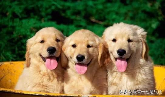 狗怕什么气味:狗怕什么气味，人闻不到？