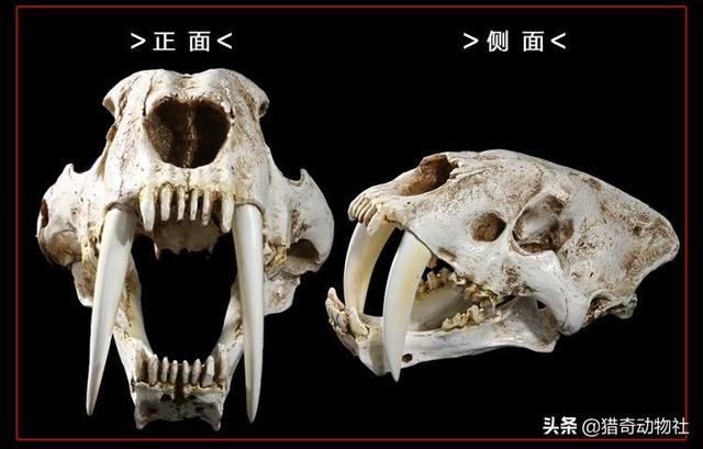 虎使用臼齿捕食吗:史前有一种猫科动物叫：剑齿虎，谁能给介绍下它的详细信息？