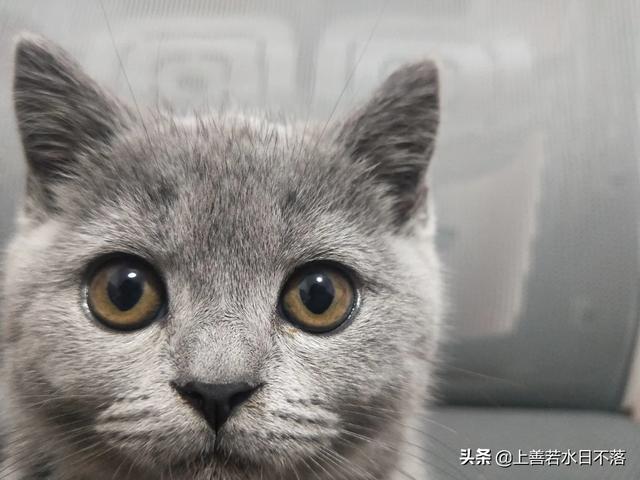 喵窝lovecation:有猫咪的家，该怎么打扫？