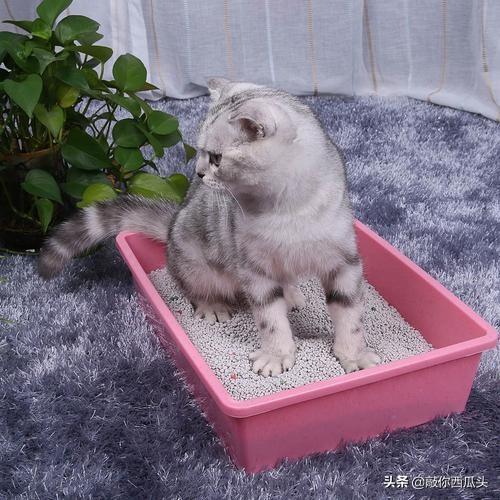 猫咪尿频:猫咪慢性肾衰竭导致的尿频怎么办？