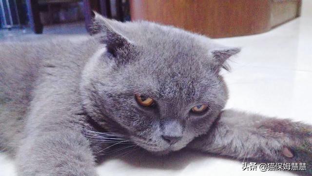 愤怒的猫咪头像:猫咪有抑郁症会有什么表现？