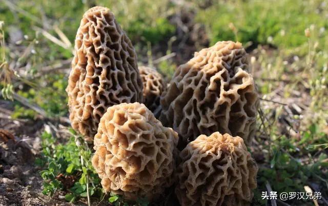 四川羊肚菌适合在北方生长吗？