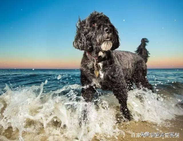 葡萄牙水犬:葡萄牙水犬多少钱一只 哪种狗最擅长游泳，为什么？