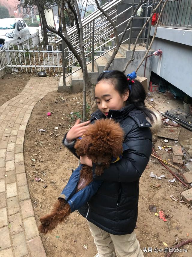 泰迪犬:有什么特点的泰迪犬，一般是会比较漂亮的呢？