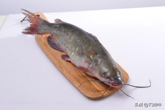 野生淡水鱼的种类图片及名称:淡水鱼哪一种最好吃呢？为什么？