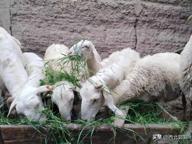 家庭养殖业羊技术:养殖羊的方法,能完全圈养吗？