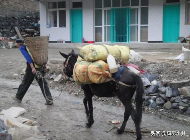 驴与驴交配，驴子有什么特殊能力，为什么马永远无法取代它们