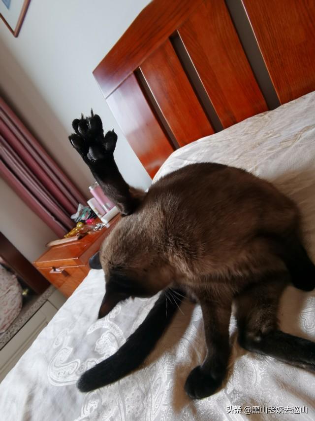 猫和狗的故事:猫咪的一生只会认定一个主人吗？