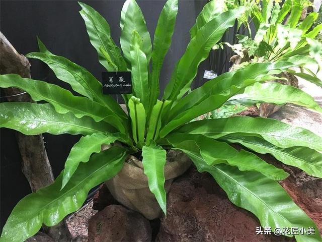 花卉批发市场 鸟巢蕨:鸟巢蕨花卉图片 冬天养花都要注意什么才不会把花养死？