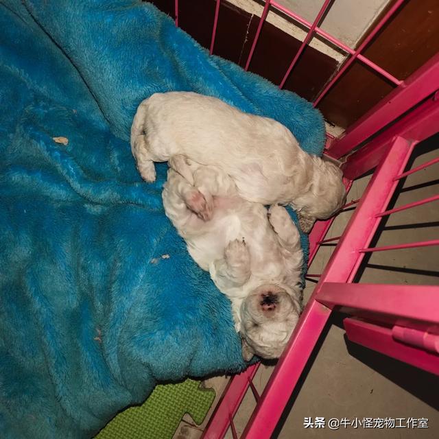 比熊吧:主人和比熊感情再深厚，也不要做哪些事？