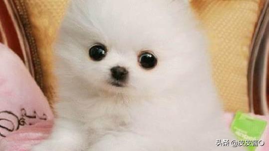 博美犬怎么养:45天幼犬博美怎么喂养？