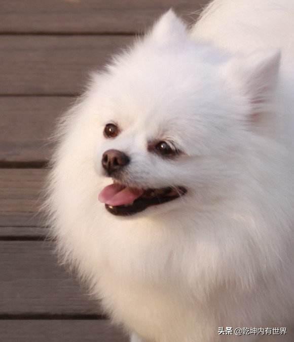 不是纯种博美犬怎么养:博美怎样喂养可以爆毛，博美怎么喂养？