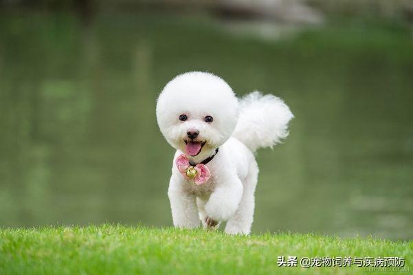 小比熊犬图片:比熊犬的智商和性格简介，比熊智商排名第几名？