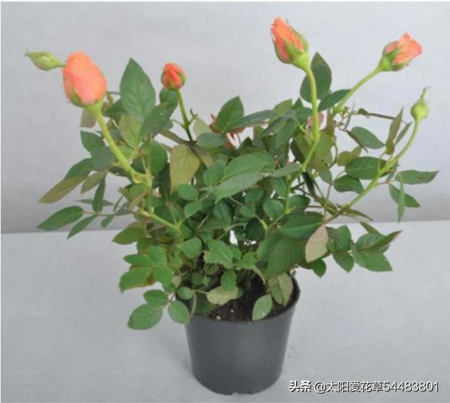 月季花的栽培和管理:月季花的种植与管理方法 月季花，怎样管理才能又多又艳丽？