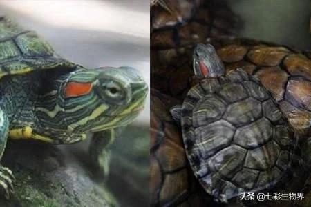 世界上最吓人的乌龟用英语怎么说:世界上最大的乌龟之一英语怎么说 世界上最丑陋的东西是什么？