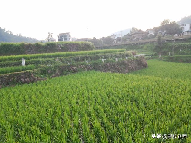 农村创业种植什么植物维护轻松收益高？
