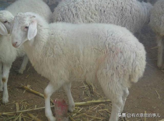 小古牧犬价格:想养50只小尾寒羊，大约需要投入多少成本？