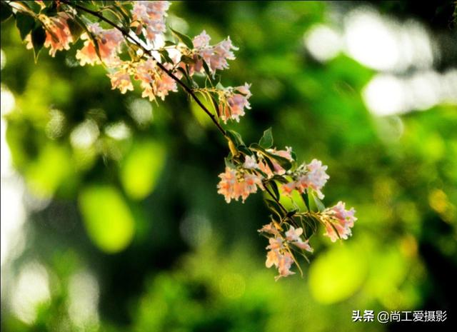 猥实产地:中国最好的生蚝属于哪个地方？