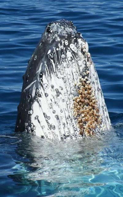 鲸鱼身上藤壶的作用，海洋中遭人唾弃的藤壶，到底有多可怕