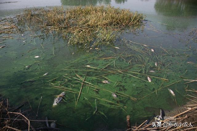 鸡肝钓鱼:用鸡肝饵钓鱼的正确方式是怎样的呢？需要注意哪些问题？