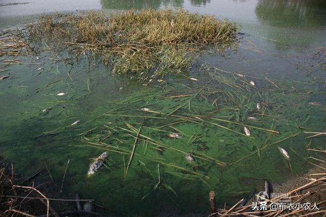 吃鸡肝有什么好处和坏处:为什么有的养殖塘禁止用动物内脏作钓?尤其是鸡肝鸡肠？