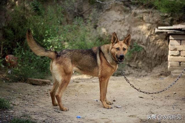 适合家养宠物犬的种类:现在在农村养狗狗，有哪些品种适合？