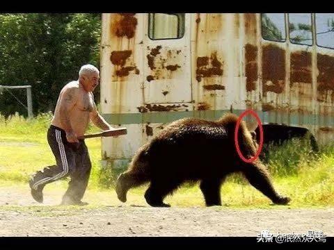 最小的狗熊:为什么俄罗斯人能打过熊？