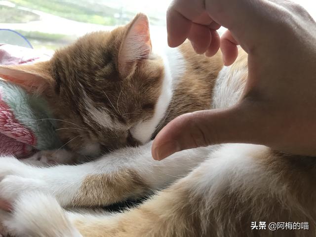 咬人猫黑历史:为什么摸猫咪时，有时它会忽然翻脸咬人？