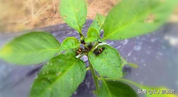 蚜虫的防治方法:蚜虫怎么治一种消灭蚜虫的好方法？