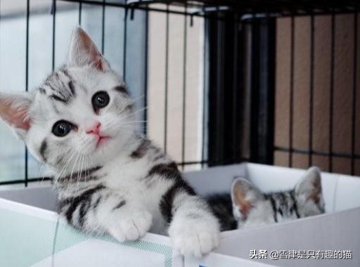 成都英国虎斑猫价格:想养一只性格温顺不爱叫的猫，2000以内推荐什么品种呢？
