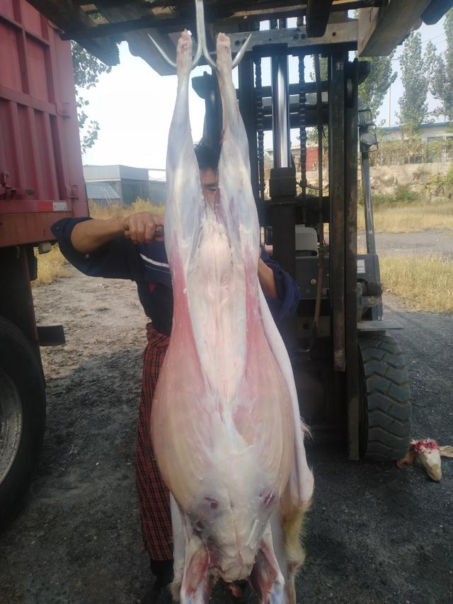 不赚钱或赔钱,养殖户要缩小规模了,这些种公猪和种母猪就会有一批需