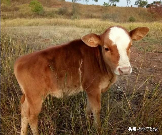 今年挣大钱的生肖?今年最赚大钱的生肖