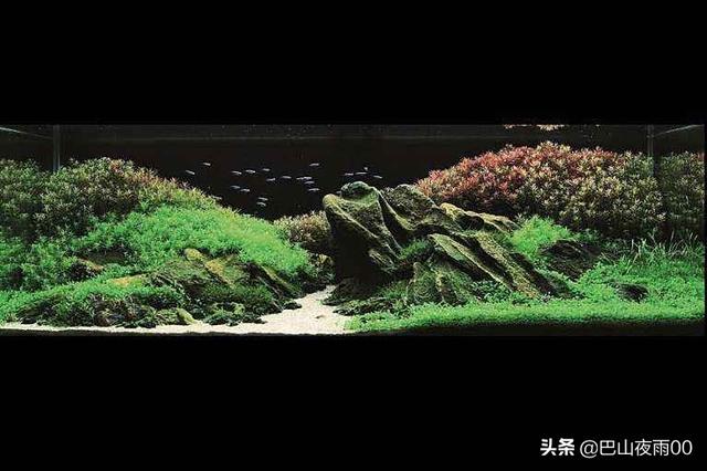 小鱼缸造景:鱼缸造景，种了绿植就加水吗？