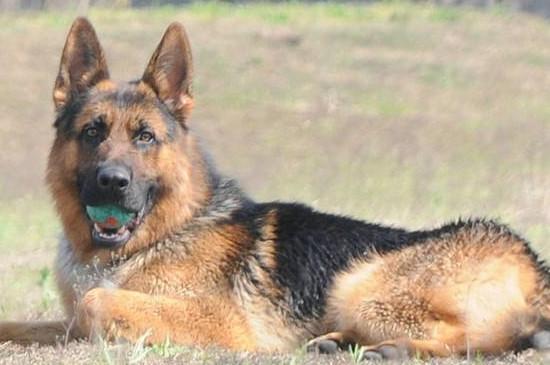 猫论坛德国牧羊犬视频:德牧怎样看是不是纯种的？请各位高手不吝赐教！谢谢？