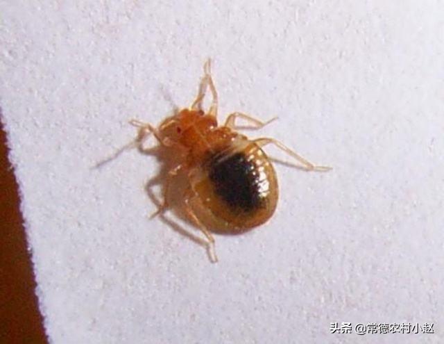 怎样防治木虱？