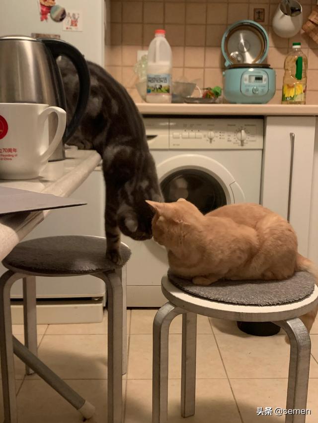 中华田园猫橘猫性格:猫咪会害怕主人抛弃它吗？