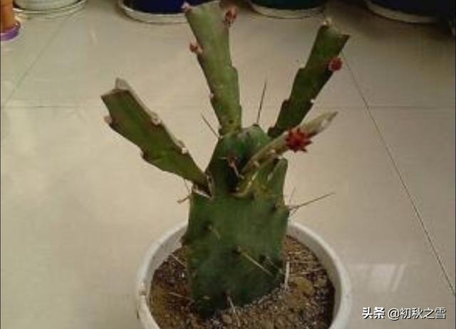 叶仙嫁接令箭荷花方法:秋天无根仙人掌，可以嫁接令箭荷花后再扦插吗？