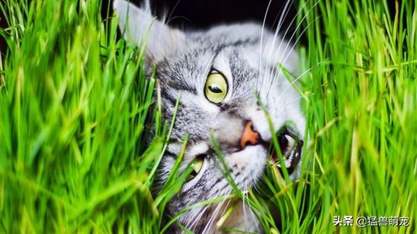 给猫猫吸的猫薄荷是什么:猫薄荷的作用是让猫把毛球吐出来嘛？ 猫吸了猫薄荷是什么样子