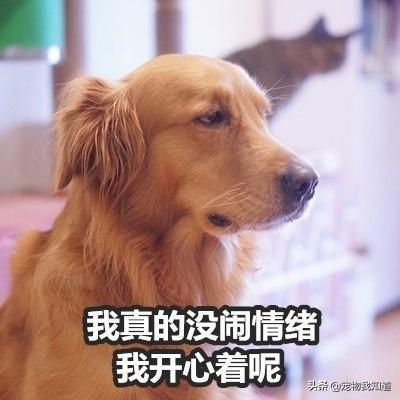 宠物与我第一季在线播放:当你家宠物生气时，你是怎么样对待它的？ 宠物坟墓在线播放