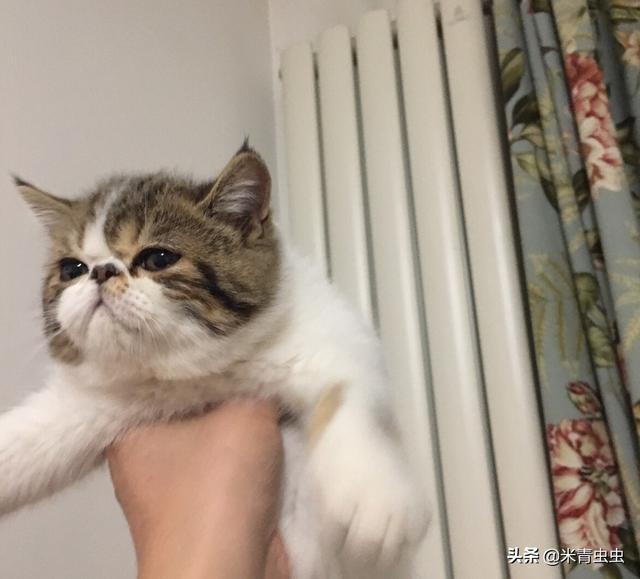 信元发育宝惠州:信元发育宝和台湾发育宝 10个多月的猫喂什么猫粮，有什么牌子推荐的吗？