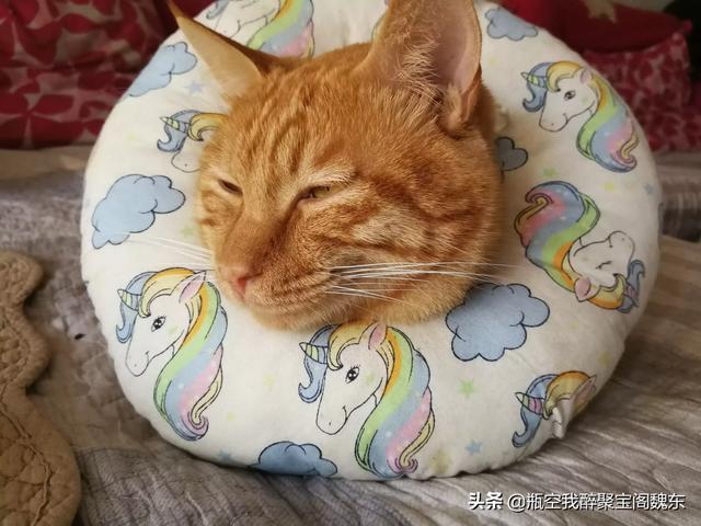 公猫绝育手术后反应:雄性猫绝育之后，会恨主人吗？