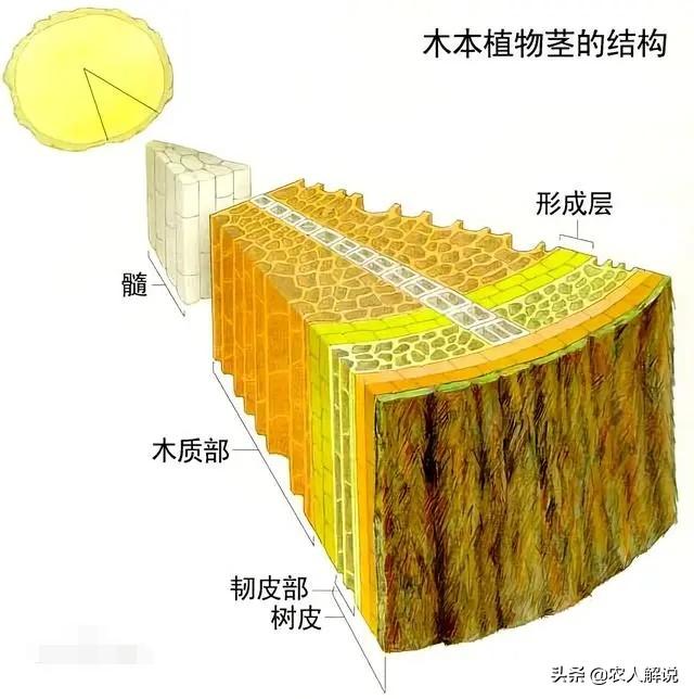 雨天能不能环割苹果树吗