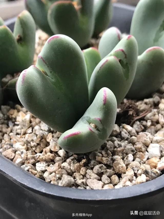 头条问答 - 多肉植物"小红嘴",摄影怎么拍?(16个回答)