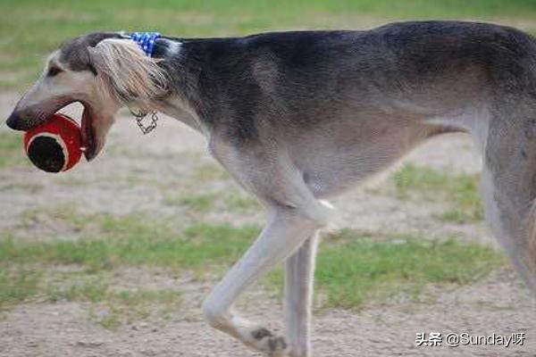百姓网徐州格力犬频道:格力犬跑的快慢原因及怎么选？