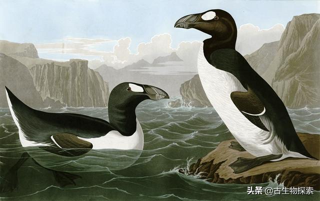 海企鹅生活在哪里:企鹅的生活及特点是什么？