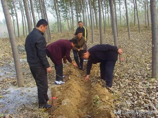 梨树园里养殖什么好:梨树地养殖什么合适 在农村家里有一片树林，用来养什么好？